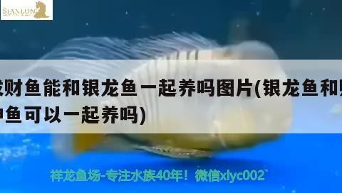 發財魚能和銀龍魚一起養嗎圖片(銀龍魚和財神魚可以一起養嗎)