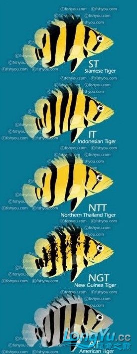 虎魚飼養簡介轉
