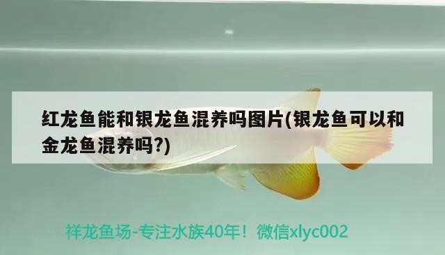 紅龍魚能和銀龍魚混養嗎圖片(銀龍魚可以和金龍魚混養嗎?)