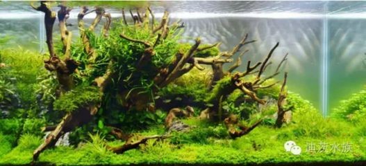 白色石頭魚缸造景圖：關于白色石頭魚缸造景的一些相關信息