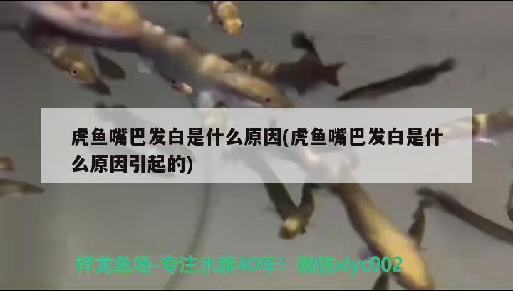虎魚嘴巴發白是什么原因(虎魚嘴巴發白是什么原因引起的)