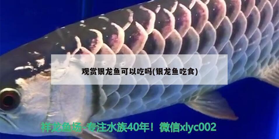 觀賞銀龍魚(yú)可以吃嗎(銀龍魚(yú)吃食)