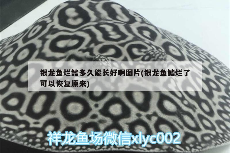 銀龍魚爛鰭多久能長好啊圖片(銀龍魚鰭爛了可以恢復(fù)原來)