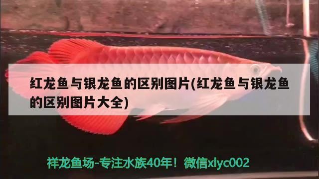 紅龍魚與銀龍魚的區別圖片(紅龍魚與銀龍魚的區別圖片大全)
