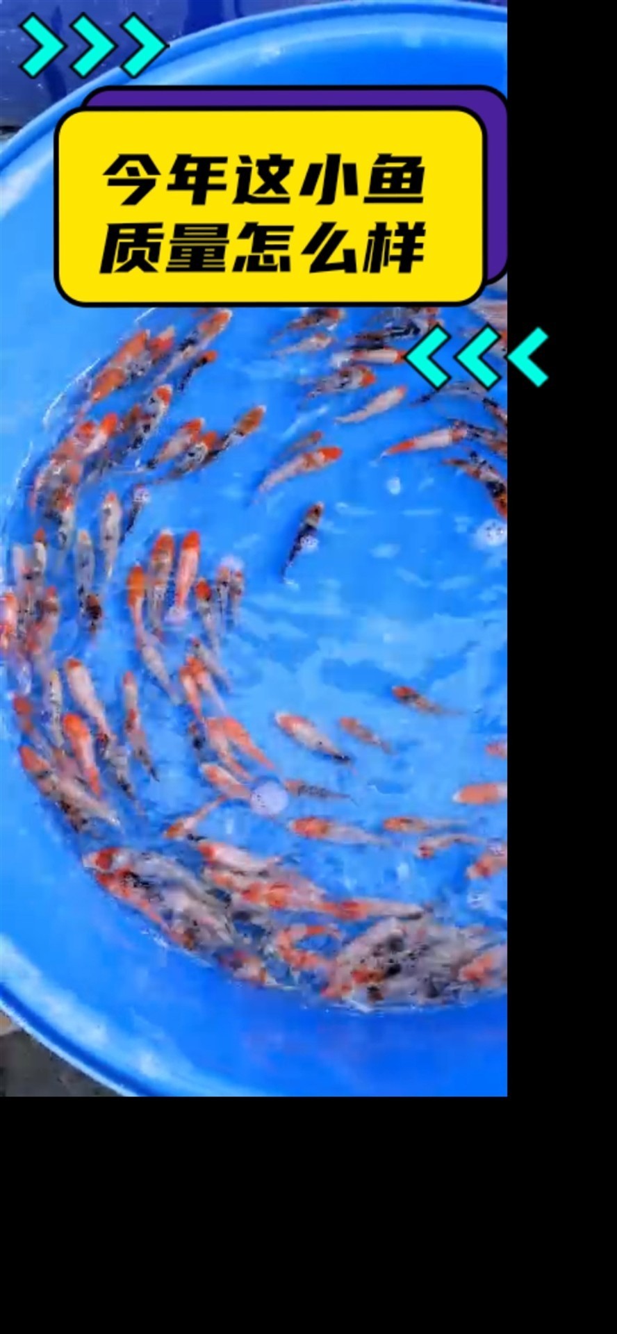 魚友們給評價評價