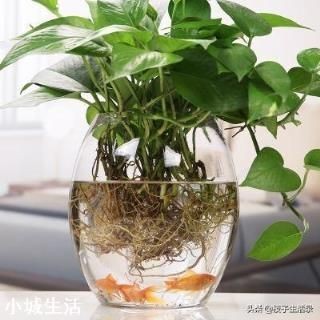 玻璃圓形魚缸怎么放綠植：在玻璃圓形魚缸中放置綠植需要考慮到植物的后期維護和注意事項