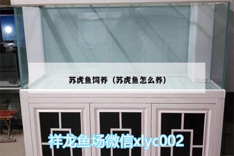 蘇虎魚飼養（蘇虎魚怎么養）