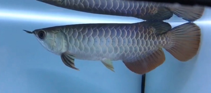 章丘市奧樂水族館（章丘市奧樂水族館電話）