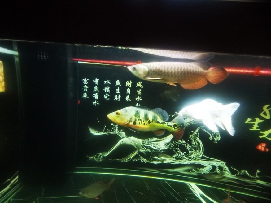 好久沒記錄了