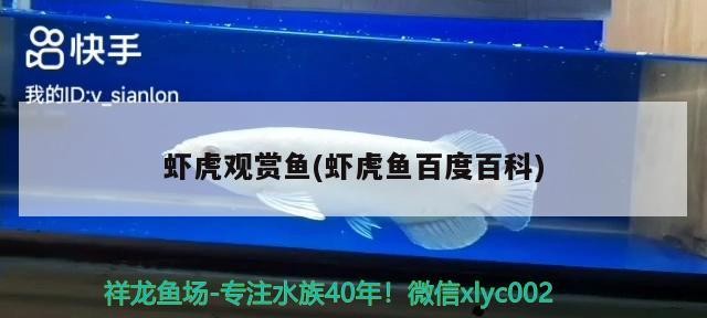 蝦虎觀賞魚(yú)(蝦虎魚(yú)百度百科) 蝦虎觀賞魚(yú)(蝦虎魚(yú)百度百科) 虎魚(yú)百科
