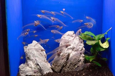 白色魚缸配什么顏色背景圖好：白色魚缸搭配技巧與流行趨勢在魚缸中養(yǎng)魚時(shí)需注意