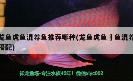 龍魚用什么燈不掉眼呢視頻(魚缸燈放什么位置龍魚不掉眼)