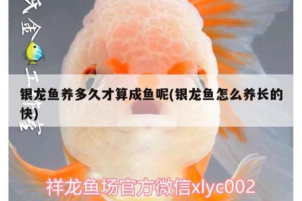 銀龍魚(yú)養(yǎng)多久才算成魚(yú)呢(銀龍魚(yú)怎么養(yǎng)長(zhǎng)的快)