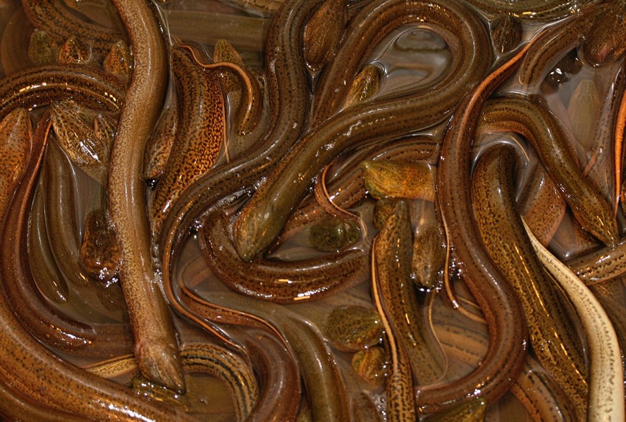 16萬(wàn)8千的泰國(guó)虎魚(yú)：幼年的泰國(guó)虎魚(yú)是怎樣的
