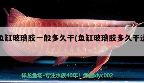 淶源縣魚仔水族店