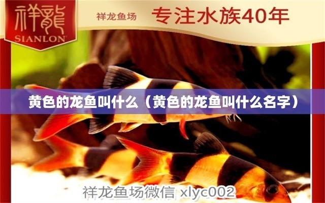 紅龍魚要用什么燈管1.5米的燈好（紅龍魚要用什么燈管1.5米的燈好看）