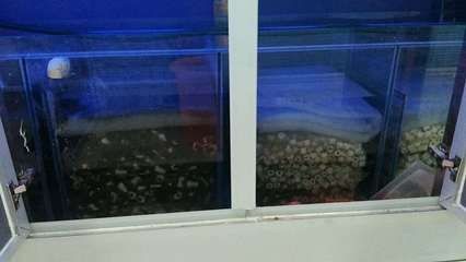 出售低價魚缸騙局案例：關于出售低價魚缸的騙局案例，我從搜索結果中找到了一些提醒