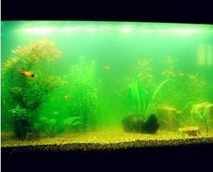 出售低價魚缸騙局案例：關于出售低價魚缸的騙局案例，我從搜索結果中找到了一些提醒