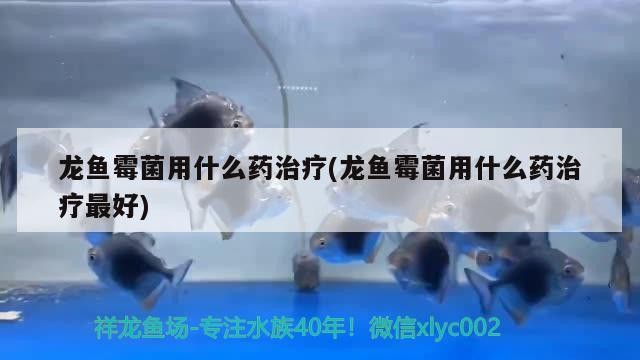 虎魚能跟龍魚混養嗎？（虎魚可以跟龍魚混養嗎？）