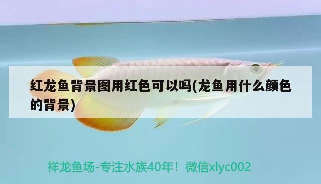 虎魚能跟龍魚混養嗎？（虎魚可以跟龍魚混養嗎？）