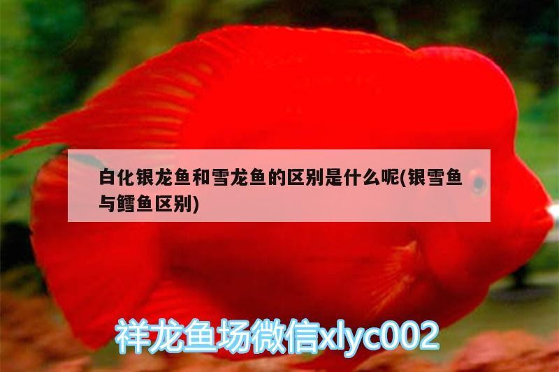 金龍魚 白化銀龍魚和雪龍魚的區(qū)別是什么呢(銀雪魚與鱈魚區(qū)別) 銀龍魚百科 白化銀龍魚和雪龍魚的區(qū)別是什么呢(銀雪魚與鱈魚區(qū)別) 白化銀龍魚和雪龍魚的區(qū)別是什么呢(銀雪魚與鱈魚區(qū)別) 銀龍魚百科