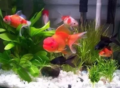 財位能放魚缸么：如何選擇魚缸的形狀和位置？