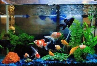 財位能放魚缸么：如何選擇魚缸的形狀和位置？