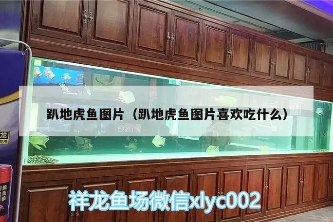 趴地虎魚圖片（趴地虎魚圖片喜歡吃什么）