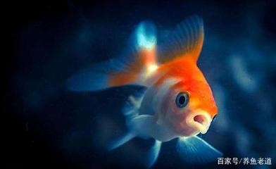 家里養(yǎng)紅龍魚（家里養(yǎng)紅龍魚好還是金龍魚好）