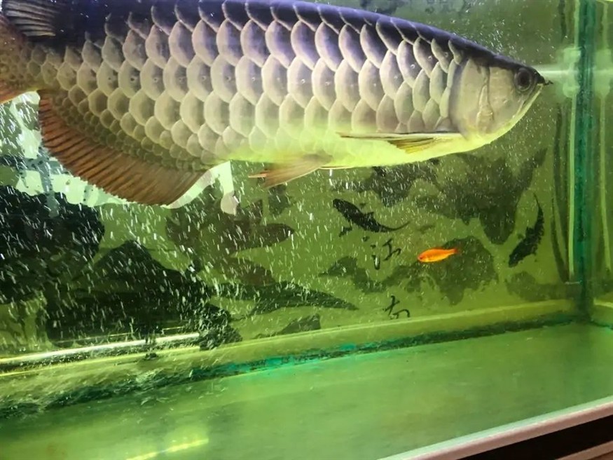 包頭水族館知識普及:養龍人必須知道的三十個名次