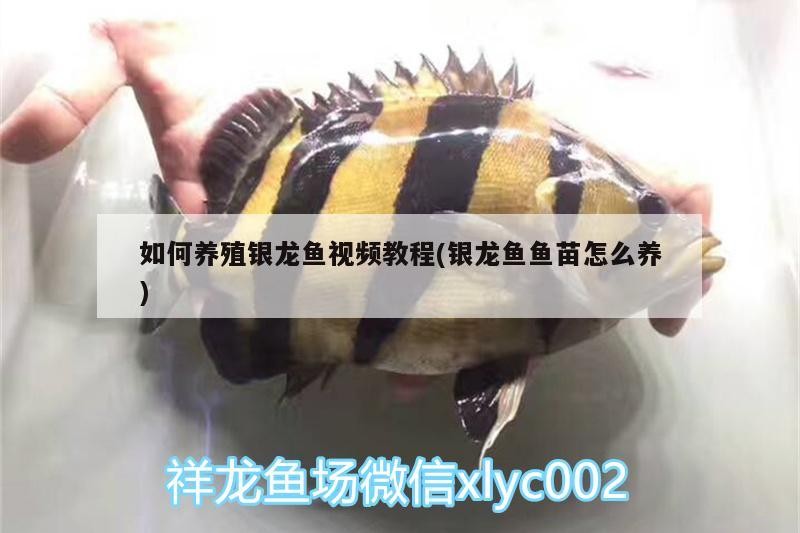 如何養殖銀龍魚視頻教程(銀龍魚魚苗怎么養)