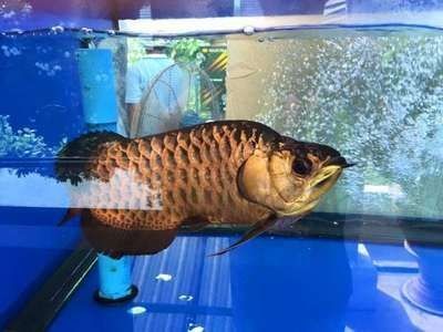 藍色的金龍魚貴么還是黃色的貴