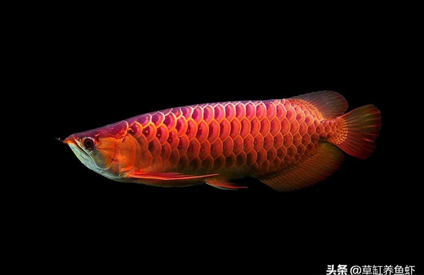 赫舞紅龍魚:養(yǎng)紅龍魚多久換水合適