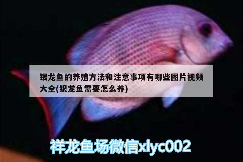 銀龍魚的養殖方法和注意事項有哪些圖片視頻大全(銀龍魚需要怎么養)