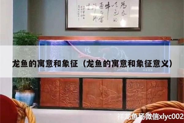 金龍魚 龍魚的寓意和象征(龍魚的寓意和象征意義) 虎魚百科 龍魚的寓意和象征(龍魚的寓意和象征意義) 龍魚的寓意和象征(龍魚的寓意和象征意義) 虎魚百科