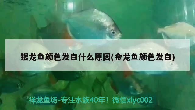 銀龍魚顏色發白什么原因(金龍魚顏色發白)