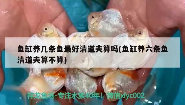 魚缸養幾條魚最好清道夫算嗎(魚缸養六條魚清道夫算不算)