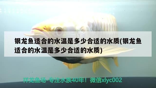 銀龍魚適合的水溫是多少合適的水質(銀龍魚適合的水溫是多少合適的水質) 銀龍魚適合的水溫是多少合適的水質(銀龍魚適合的水溫是多少合適的水質) 銀龍魚百科 第2張