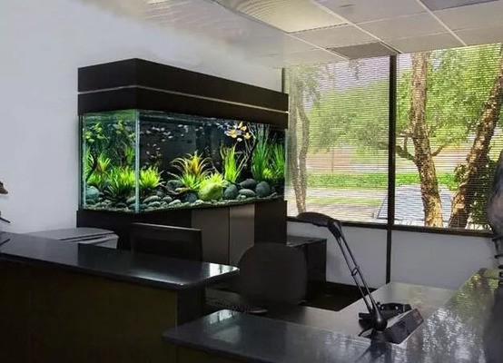 龍魚虎魚鳳魚區(qū)別（龍魚虎魚飛鳳混養(yǎng)）
