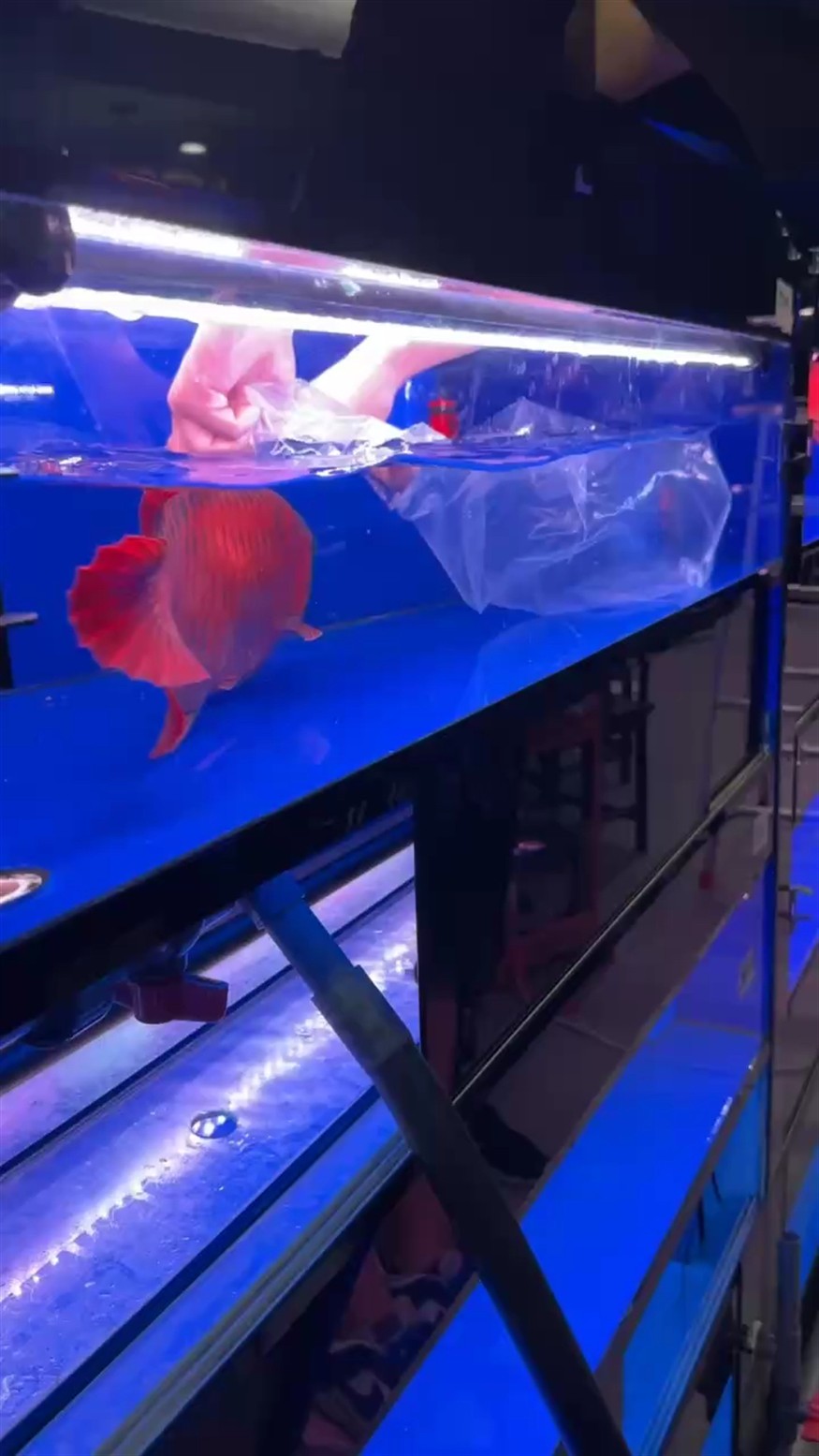 滿片大紅龍走貨嘍????