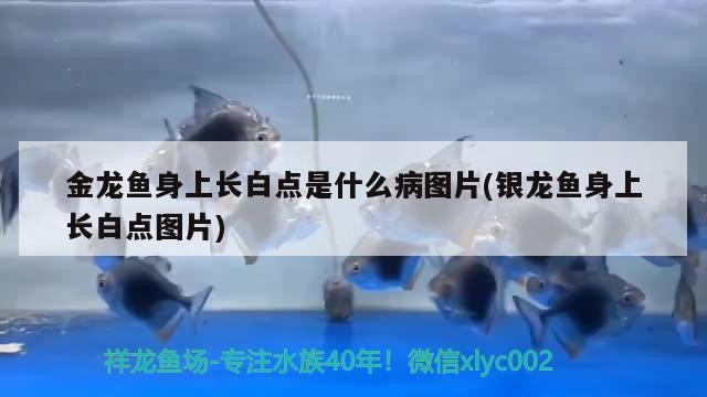 金龍魚身上長白點是什么病圖片(銀龍魚身上長白點圖片)