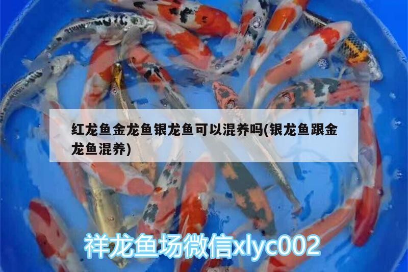 紅龍魚金龍魚銀龍魚可以混養(yǎng)嗎(銀龍魚跟金龍魚混養(yǎng))