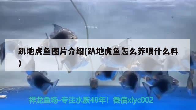 趴地虎魚圖片介紹(趴地虎魚怎么養喂什么料)