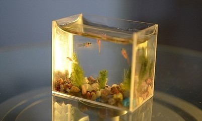 營口經濟技術開發區龍騰水族魚具店（營口市魚具店）