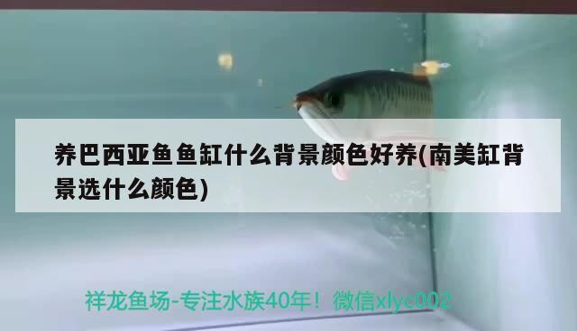 泰國(guó)虎魚價(jià)格為什么降不下來：泰國(guó)虎魚哪里有賣的