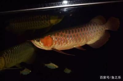 龍魚變得浮躁不安怎么辦呀