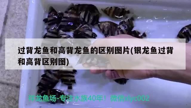 過背龍魚和高背龍魚的區別圖片(銀龍魚過背和高背區別圖)