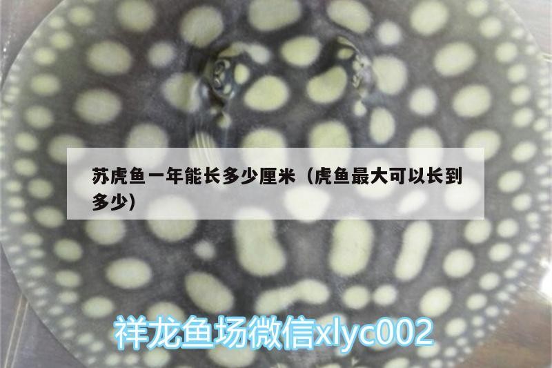 蘇虎魚一年能長多少厘米（虎魚最大可以長到多少）