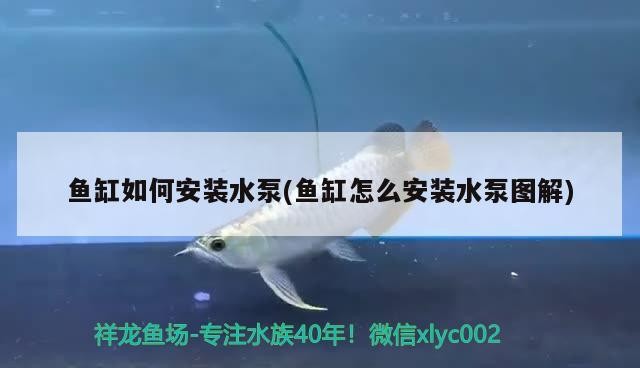魚缸如何安裝水泵(魚缸怎么安裝水泵圖解)