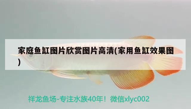 泰國虎魚吃什么，觀賞魚會嘔吐嗎